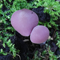 laccaria_amethystina7md