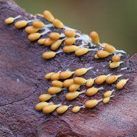 Leocarpus fragilis (Myxomycète)