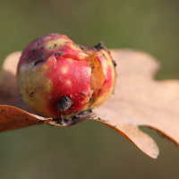 cynips_quercusfolii_galle2md (Cynips quercusfolii)