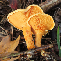 hygrophoropsis_aurantiaca2bd