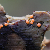 lycogala_epidendrum2md