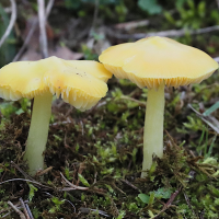 hygrocybe_chlorophana3bdd (Hygrocybe chlorophana)