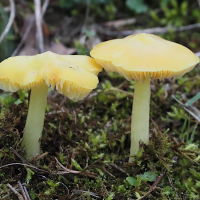 hygrocybe_chlorophana3bdd