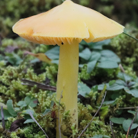 hygrocybe_chlorophana4bd