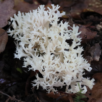 clavulina_coralloides2bd