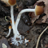 psathyrella_piluliformis3bd