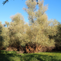salix_alba10md (Salix alba)