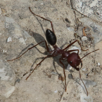 cataglyphis_albicans3bd (Cataglyphis albicans)