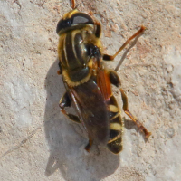 Merodon avidus (Mérodon avide)