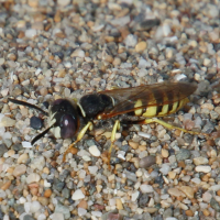 philanthus_triangulum7bd