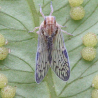 Bothriocera sp. (Cicadelle)