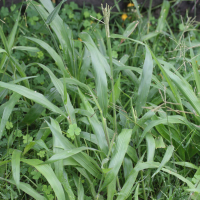 Paspalum paniculatum (Herbe duvet, Fromenta)