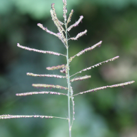 paspalum_paniculatum3md