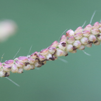 paspalum_paniculatum4md