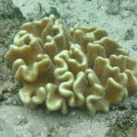 Lobophytum crassum (Corail cuir lobé)