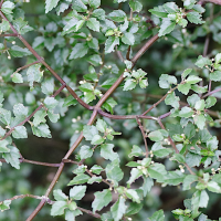 Pilea urticifolia (Pilée à feuille d'ortie, Persil marron)
