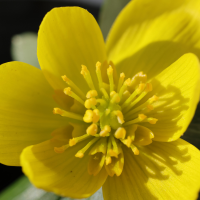 eranthis_hyemalis3md (Eranthis hyemalis)