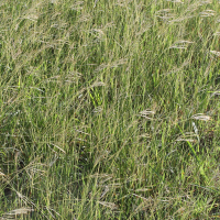 bothriochloa_pertusa1md