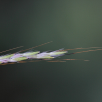 bothriochloa_pertusa3md (Bothriochloa pertusa)