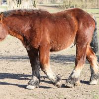 Equus caballus (Trait du Nord)