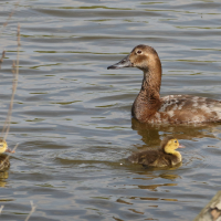 fuligule_milouin_-_aythya_ferina8bd (Aythya ferina)