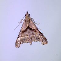 Palthis angulalis (Palthis de l'épinette (Canada))