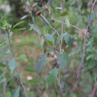 Porophyllum ruderale (Coriandre bolivienne)