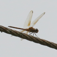 brachymesia_herbida2bd (Brachymesia herbida)