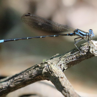 argia_cf_oculata-2bdjpg (Argia oculata)