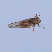 Cacopsylla affinis/melanoneura (Psylle)