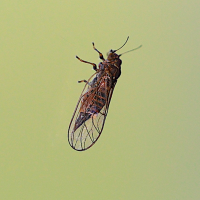 cacopsylla_affinis-melanoneura2md (Cacopsylla affinis/melanoneura)