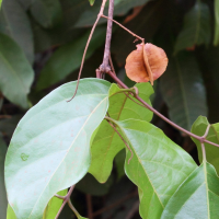 combretum_quadrangulare2md (Combretum quadrangulare)