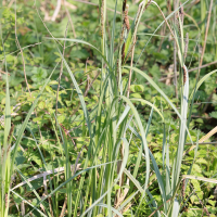 Carex riparia (Laîche des rives)