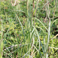 carex_riparia1md (Carex riparia)