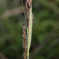 carex_riparia5md (Carex riparia)