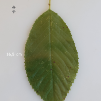 prunus_avium12md