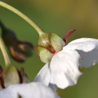 prunus_avium4md