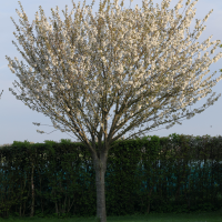 Prunus cerasus (Cerisier acide, Cerisier aigre, Griottier)