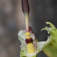 arum_maculatum7md (Arum maculatum)