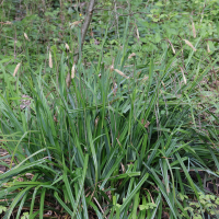 carex_pendula5md (Carex pendula)