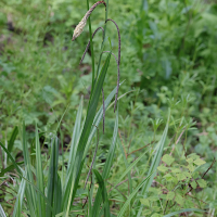 carex_pendula6md (Carex pendula)