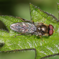 Platycheirus gr. scutatus (Syrphe)