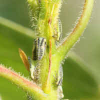 Tremulicerus distinguendus (Cicadelle)