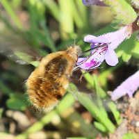 bombylius_major7bd (Bombylius major)