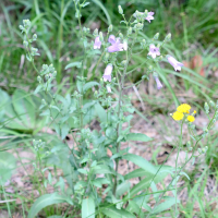 campanula_sibirica1md (Campanula sibirica)