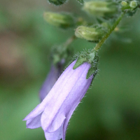 campanula_sibirica2md (Campanula sibirica)