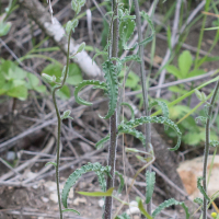 campanula_sibirica4md (Campanula sibirica)