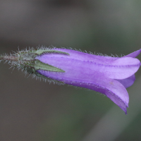 campanula_sibirica5md (Campanula sibirica)