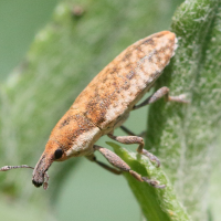 Lixus rubicundus (Charançon)