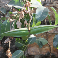 cryptostegia_grandiflora5md (Cryptostegia grandiflora)